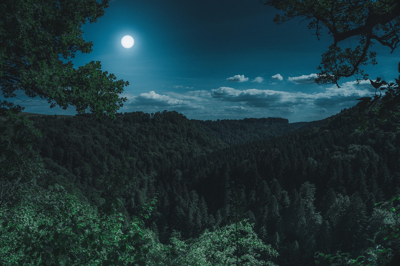 Identify Animal Sounds at Night: A Practical Guide