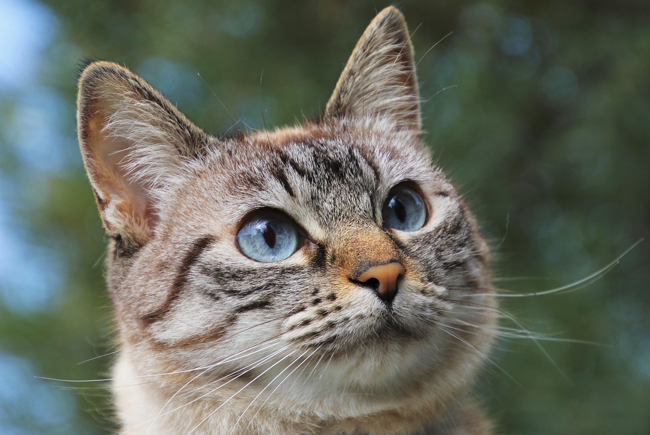 What Sound Does a Cat Make? Meows, Trills, Purrs Explained