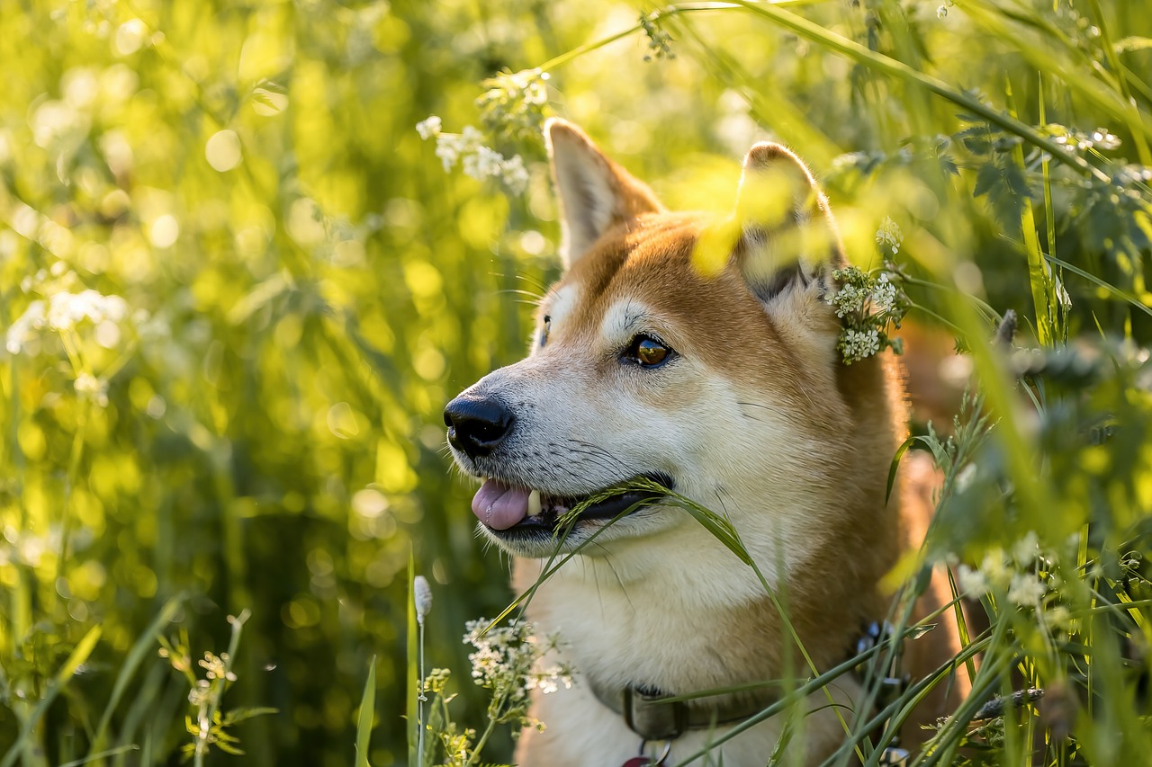 What Sound Does a Dog Make? Barks, Whines, and Howls Explained