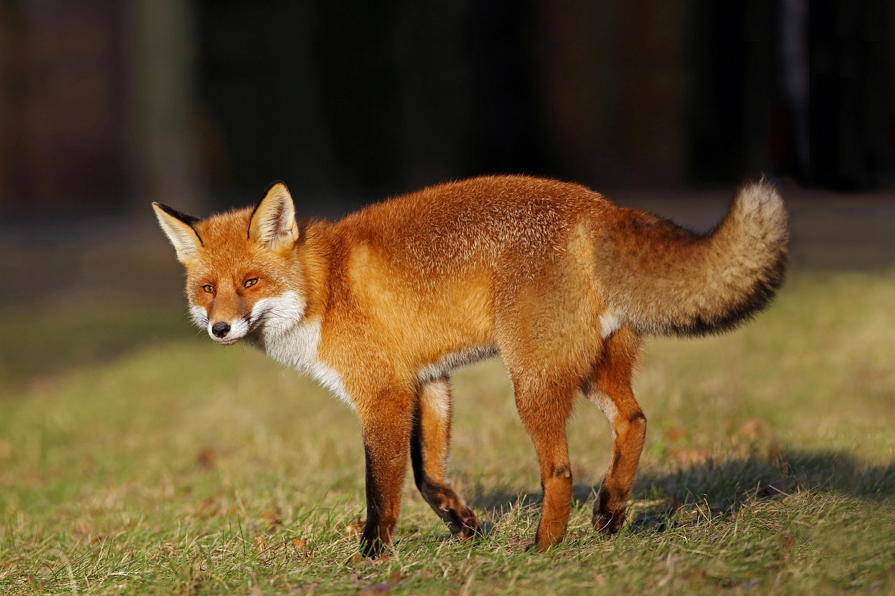 What Sound Does a Fox Make? Beyond the Meme