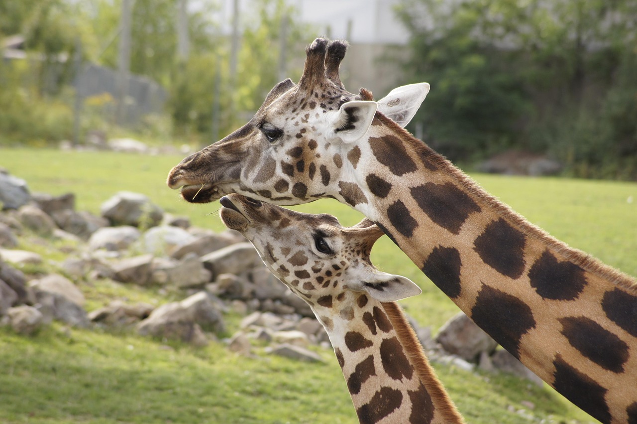 What Sound Does a Giraffe Make? (Spoiler: It’s More Than You Think)