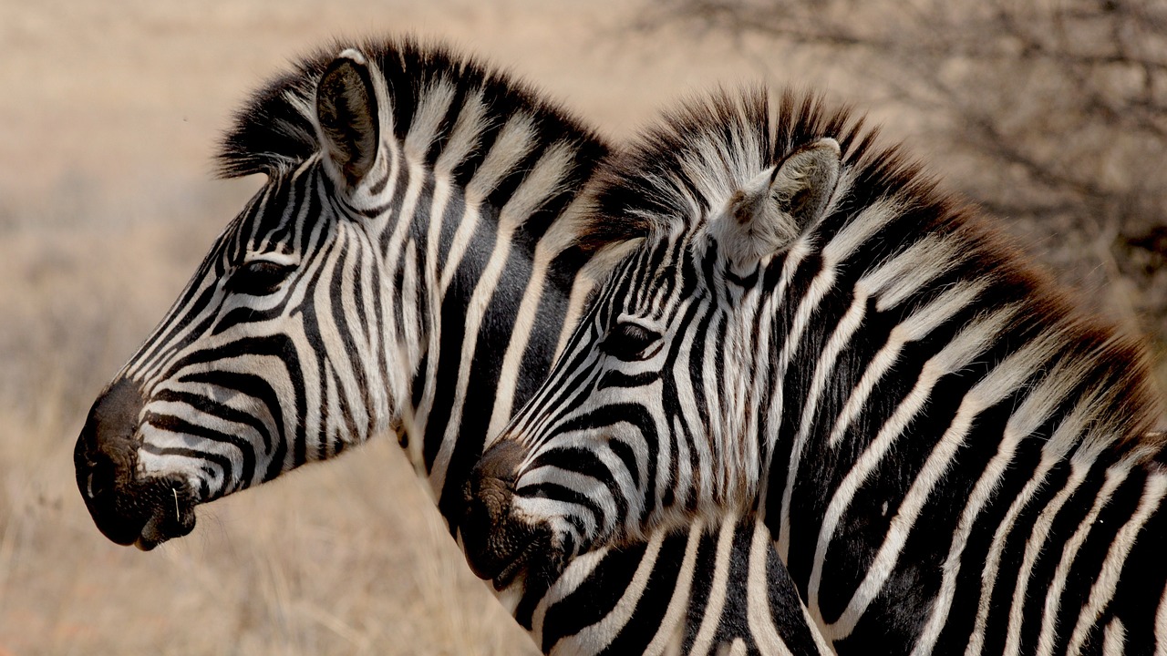 What Sound Does a Zebra Make? A Complete Guide to Zebra Sounds